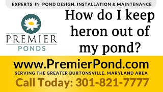 How To Protect Pond Fish From Herons