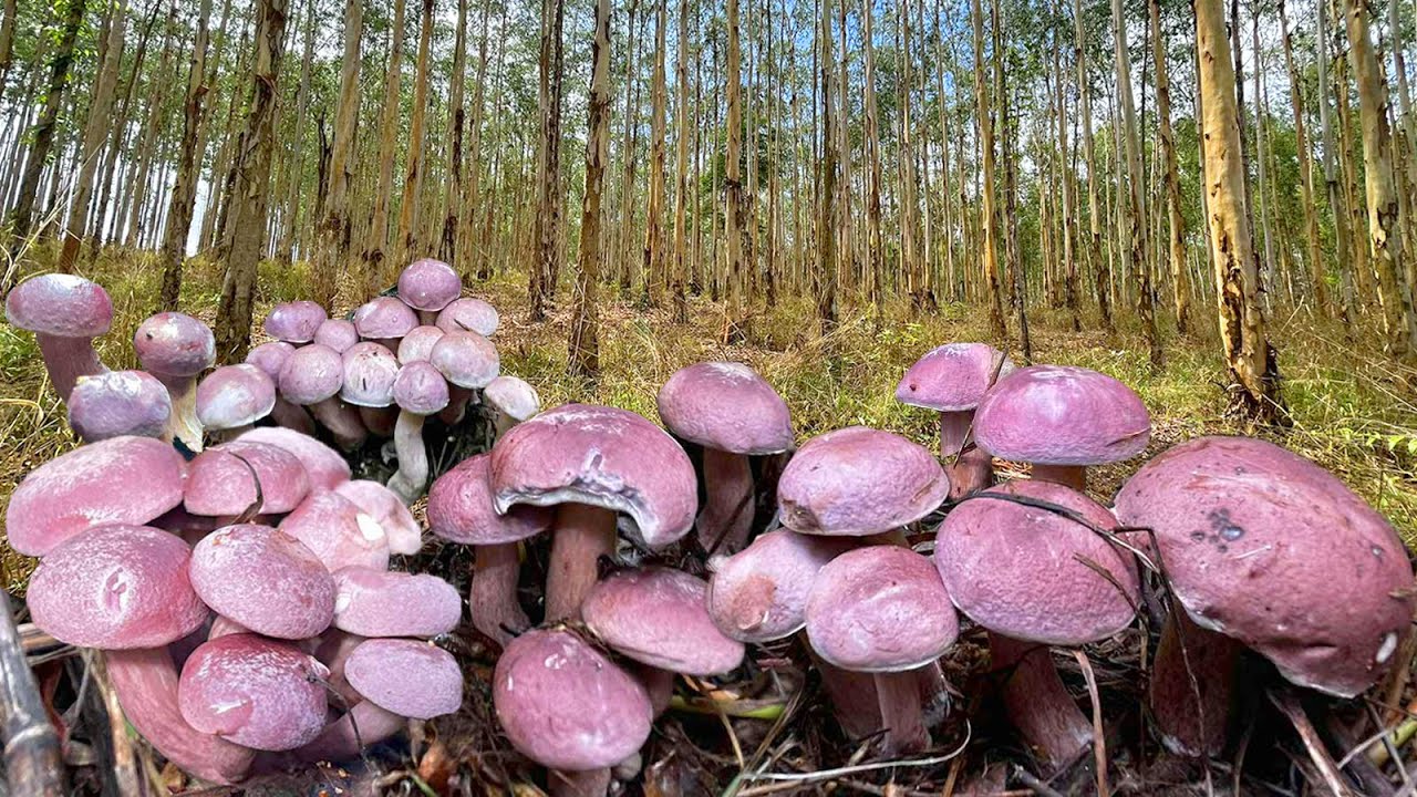 ออกรอบใหม่!!ออกเป็นเหง้าเป็นกอ เห็ดผึ้งขมยูคา สะออนมีแต่ดอกกำลังงามๆ