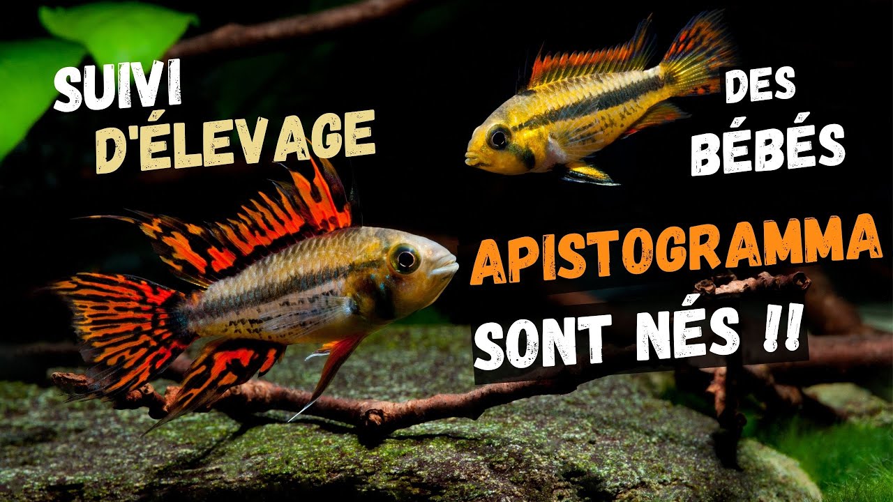 DES ALEVINS APISTOGRAMMA DANS MON AQUARIUM !! [SUIVI D'ELEVAGE AQUAWORLD]