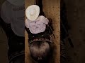Cmon #edit #horse #equine #animals #cowboy #sports #cutting #cowpony #aqha #viral #fyp #horseriding
