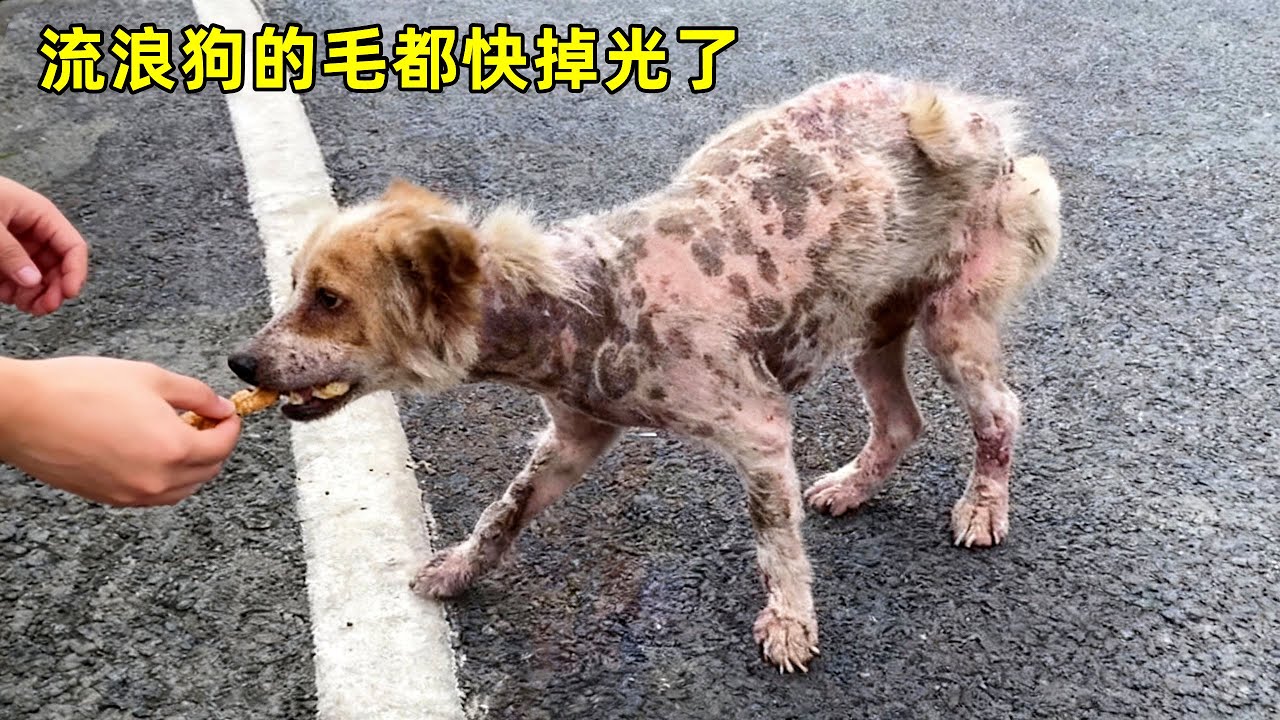 掉光毛的流浪狗太可怜了，小姐姐却让狗狗获得新生