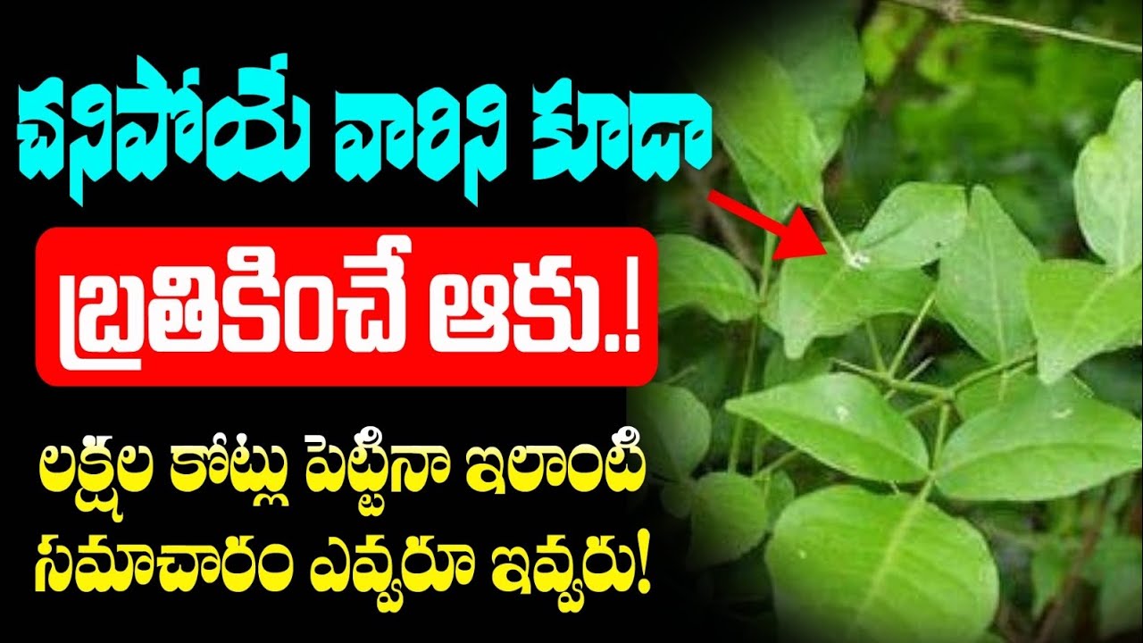 చనిపోయే వారిని కూడా బ్రతికించే ఆకు లక్షల కోట్లు పెట్టిన ఇలాంటి సమాచారం ఎవరు ఇవ్వరు||Bilva Aaku Uses