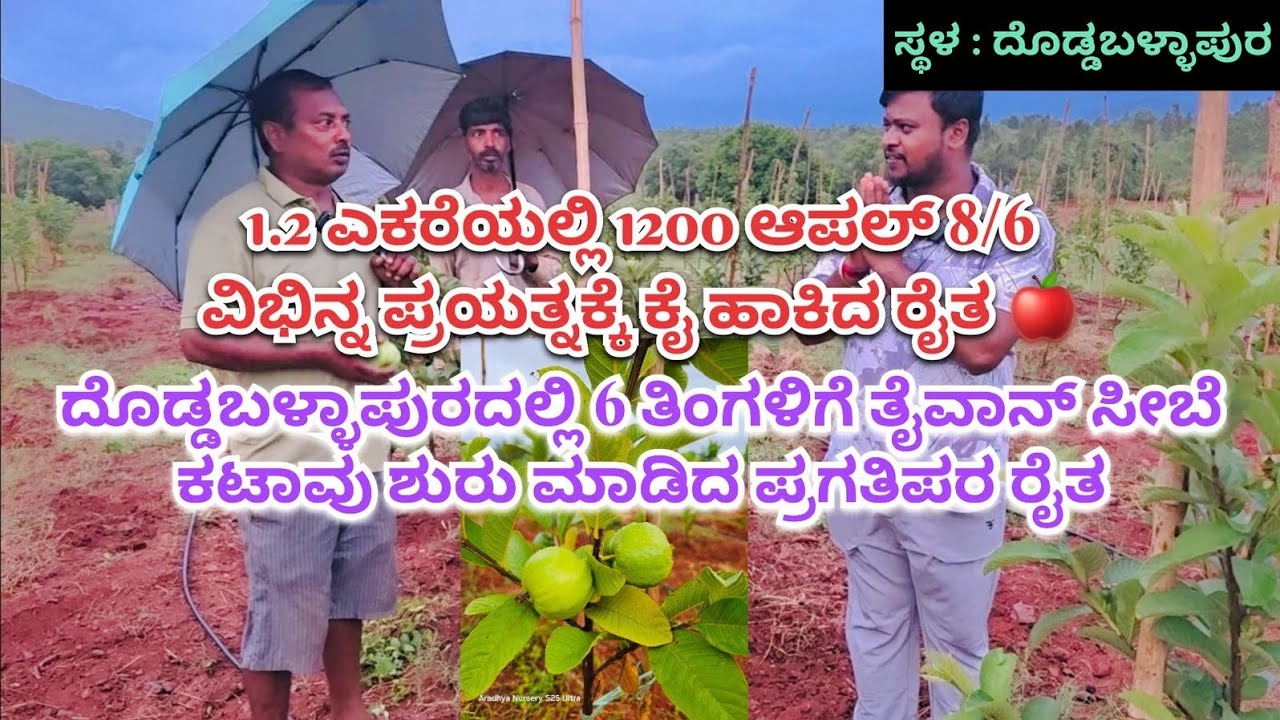 ದೊಡ್ಡಬಳ್ಳಾಪುರದಲ್ಲಿ 6 ತಿಂಗಳಿಗೆ ತೈವಾನ್ ಸೀಬೆ ಕಟಾವು ಶುರು 1.2 ಎಕರೆಯಲ್ಲಿ 1200 ಆಪಲ್ ಸಸಿ ನೆಟ್ಟು ಹೊಸ ಪ್ರಯತ್ನ