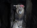 🦁🔥 Lions Are Not The Kings They Told You About 💀😱