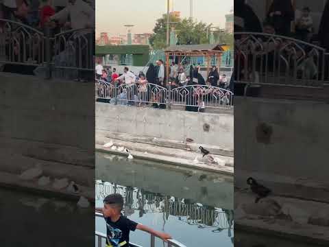 شط العلقمي كربلاء المقدسه لايك للفيديوهات واشتراك حبايبي