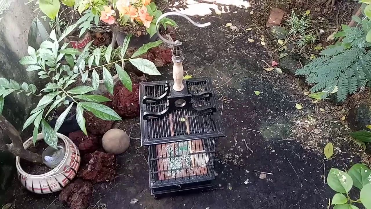 Merilis sepasang burung pleci di kandang aviary minimalis 