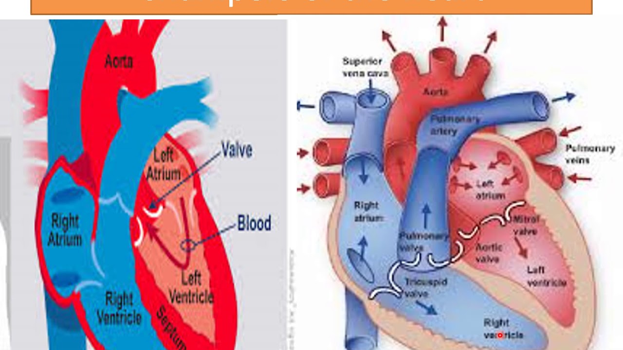 محاضرة تشريح بعنوان Cardiovascular system الفرقة الاولى ترم أول د. حنان ابراهيم يوم 18-11-2020