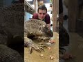 WHAT DO BLACK-THROATED MONITOR LIZARDS SMELL LIKE? #shorts