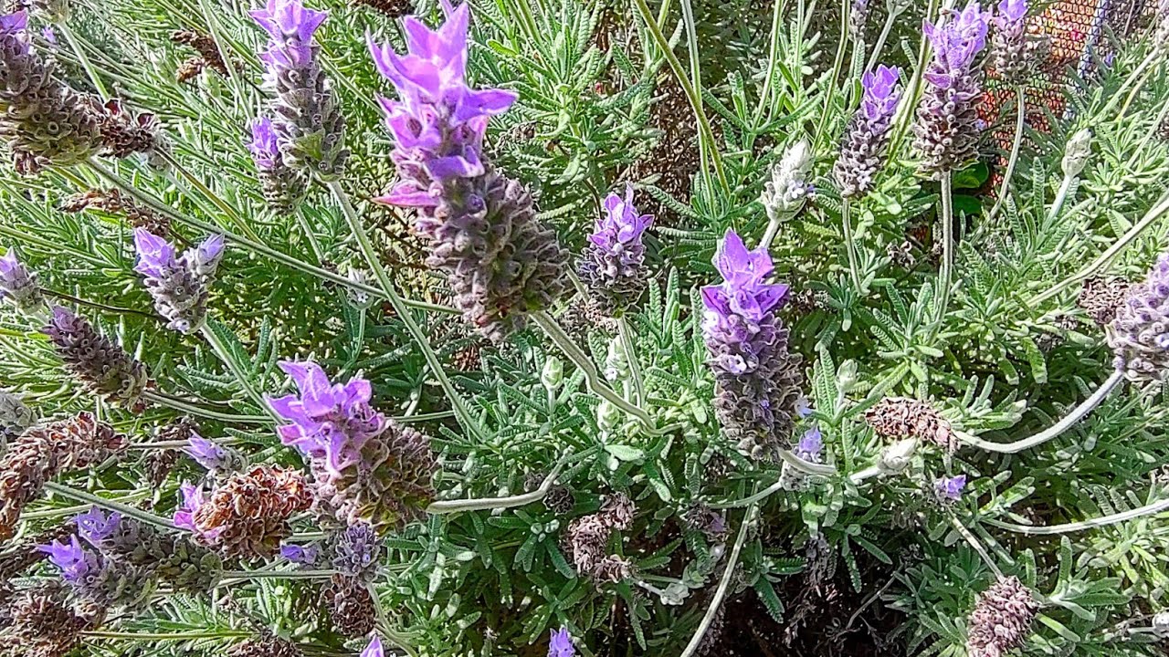 COMO PODAR A LAVANDA.