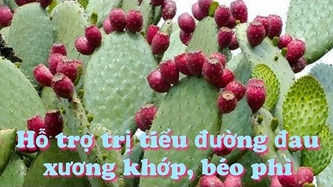 Cây lưỡi rồng hỗ trợ trị tiểu đường, béo phì, giảm cholesterol, xương khớp. Phần 159