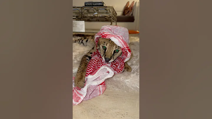 Watch the video about Habibi 🇦🇪 #fijithekat #dubai #uae #funnypets #cats #bengals #fyp #shorts #animals #cat #funny