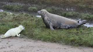 Grey Seal Pup