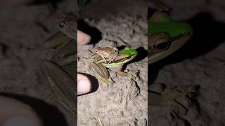 Catch Frog Green so funny | funny frog video for laugh Hahaha | Prank Catching Frog Boing