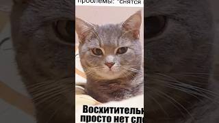 Мемы есть мемы #приколы #юмор #лютыеприколы #школа #котики #мемы #троллинг #shorts