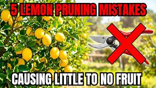 THE PRUNING MISTAKE THAT KILLS LEMON TREE HARVESTS EVERY SINGLE YEAR