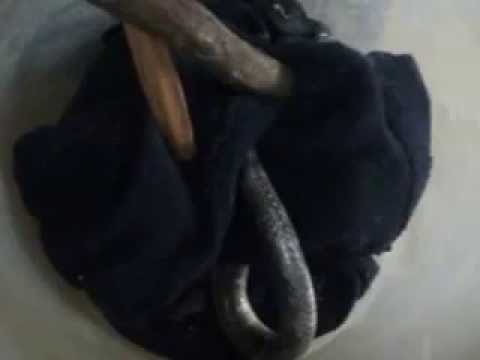 mylife opt out Bangarus Caeruleus (Krait) getting healed In my room