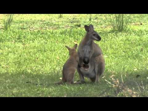 Australian wildlife: Red-necked wallaby joey