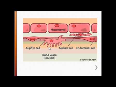 Video: Skillnad Mellan Kupffer-celler Och Hepatocyter