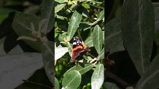 The butterfly in spring #nature #butterfly #spring #perfect #shorts