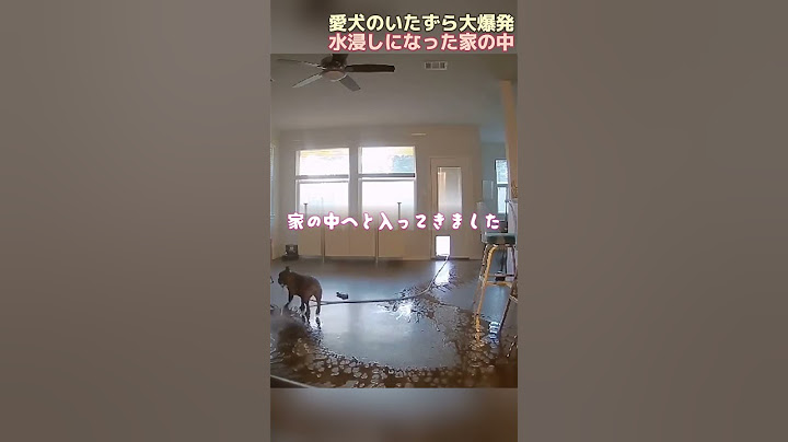 愛犬のいたずら大爆発！水浸しになった家の中！ #犬