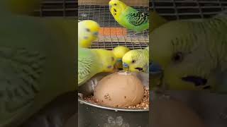 Most important summer tip for all birds || Mujeeb Birds Breeding mujeebbirdsbreeding