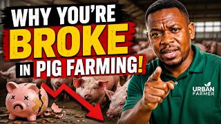 Stop Losing Money in Pig Farming! Learn These Profit Secrets 🐷