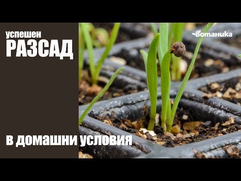 Видео: Засадете коктейлна градина – като използвате плодове, зеленчуци и билки в контейнери