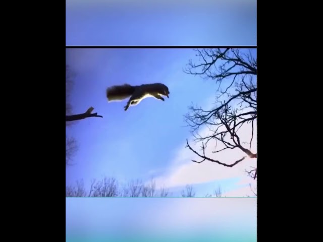 история бультерьера Сетона Томпсона