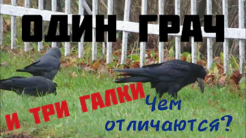 Один Грач и Три Галки. Отличия бросаются в глаза!