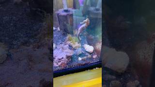 I need a seahorse 🪸 #fish #aquatics #seahorse #viral