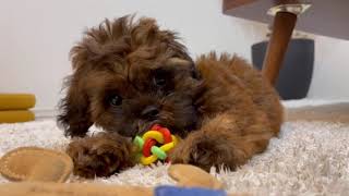 おとんがくれたおもちゃをあむあむする子犬がこちらです🐶