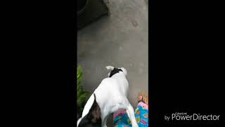 PINSCHER Jackrussell Mix/ little doggies.
