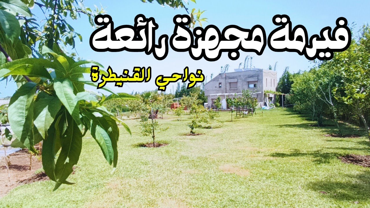 فيرمة مجهزة بالمنزل و إسطبل و اشجار الأفوكا مثمرة بثمن جد مناسب نواحي القنيطرة