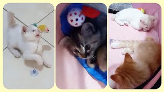 @cc.cutecats CUTE KITTENS : The White Kitten and The Toy