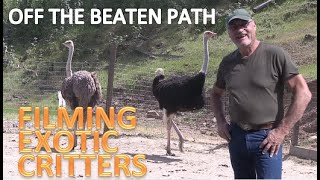OFF THE BEATEN PATH - Filming Exotic Critters by PINE MEADOWS HOBBY FARM A Frugal Homestead 179 views 13 days ago 6 minutes, 41 seconds