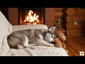 Dog Sleep Music: Calming Sounds for Dogs Left Alone at Home