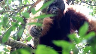 Huge Male Orangutan and Macaque Family