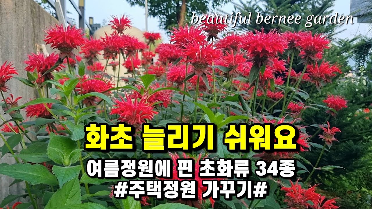 화초 늘리기 쉬워요/ 여름정원에 핀 초화류 34종 #주택정원 가꾸기#