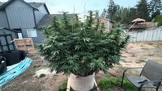 Good morning everybody. Day 27 of flower outdoor G13 run