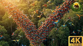 “1000+ Colorful Parrots Flock in Jungle | Stunning Macaw Tree Aerial 4K Wildlife”