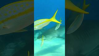 Tiger Shark Close Call in the Bahamas.