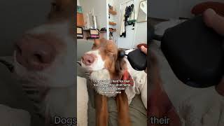 Spoiled Rotten & Thats How I Like It I Bought This For Myself But Only My Dog Uses