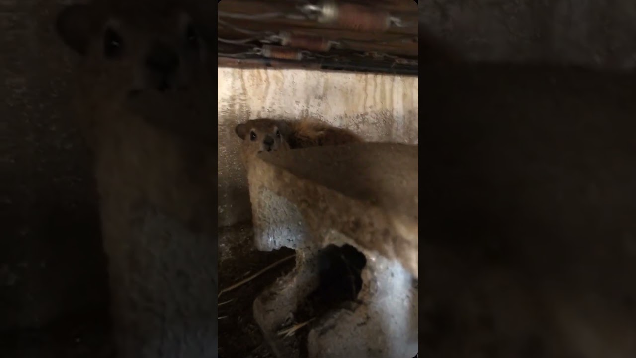 Hyrax screams “bye bye!” 