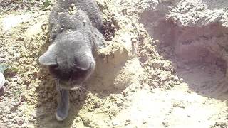 Кот в песке. Кот в песке.