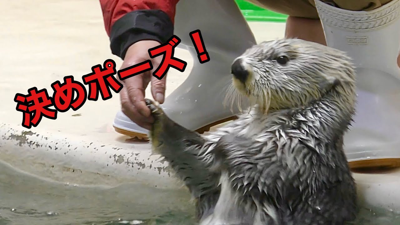 ラッコ　メイちゃんとキラちゃん　ポーズを決めました【鳥羽水族館】Sea otter Mei-chan Kira-chan Toba Aquarium