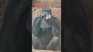 The cross between a gorilla and a human