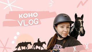 VLOG из конюшни | начала заниматься верховой ездой | начало коноблога | упрямая лошадь