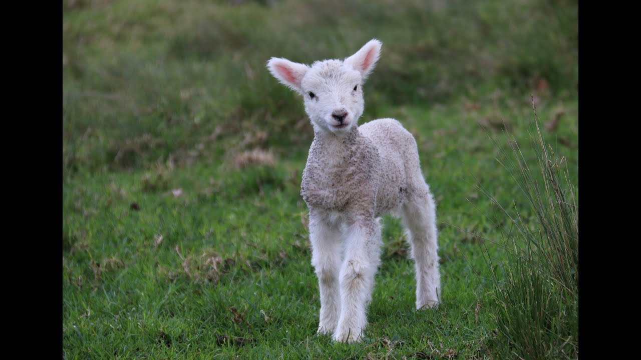 18/1/26 SEGNO che LIBERA - omelia della domenica