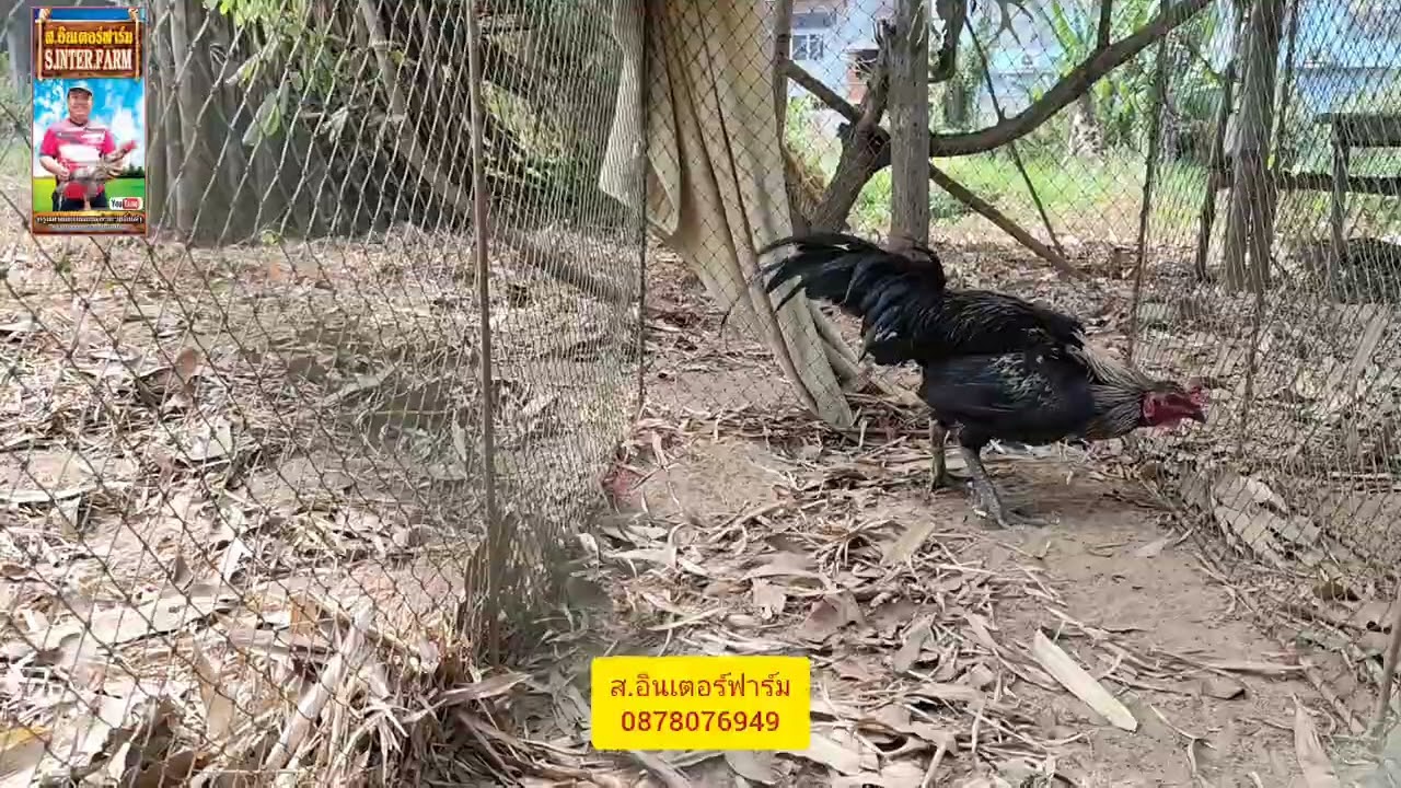 เจ้าทองอินเตอร์ พ่อพันธุ์ตัวใหญ่ ผลงานมี เข้าตาครับ