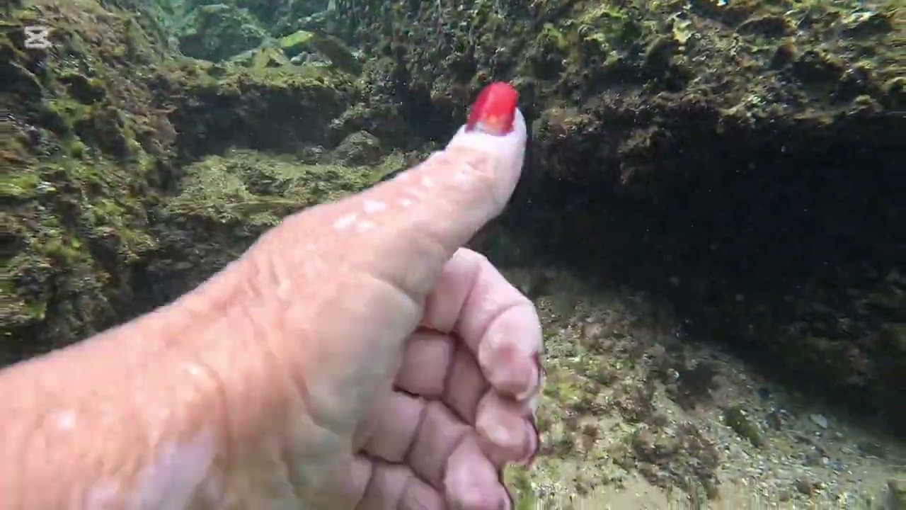 My Cute Cuttlefish - So Close !!!  